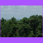 Across The Trees.jpg